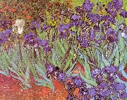 Vincent Van Gogh Irises oil painting reproduction